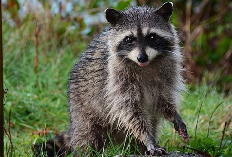 飼養動物|ペットとして飼育できる・できない動物。日本でも飼。